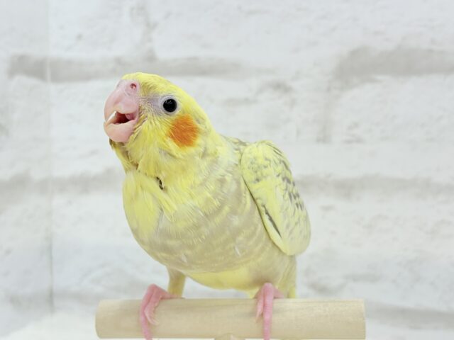 オカメインコ