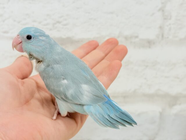 【最新画像更新🪄もうすぐひとり餌☆】甘々注意💖あたまに雪が舞い降りた🐣❄️マメルリハ(ブルーパイド)女の子 ヒナ マメルリハ