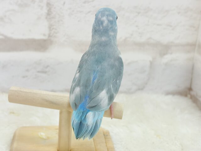 マメルリハ