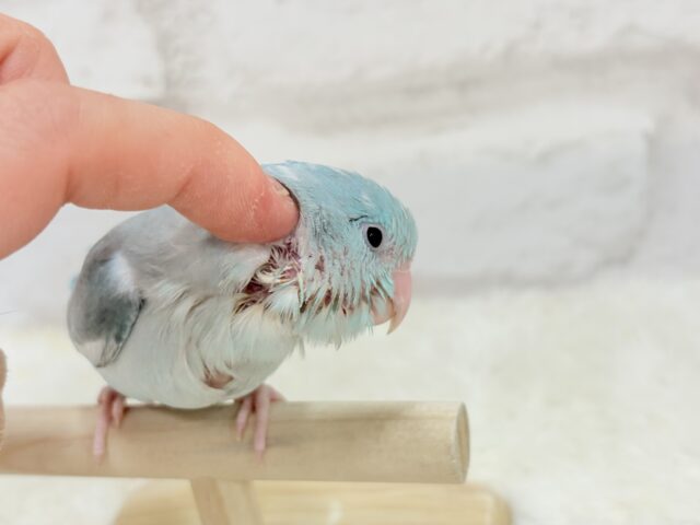 マメルリハ