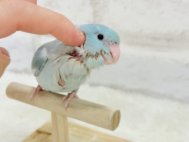 マメルリハ