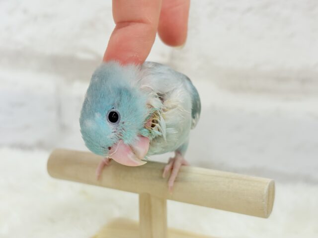 マメルリハ