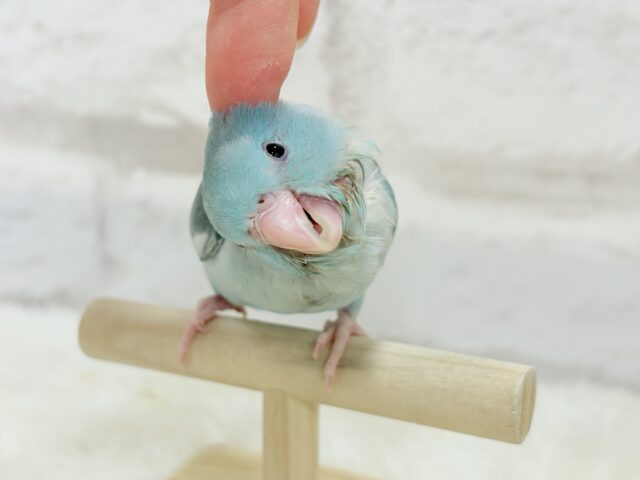 【最新画像更新🪄もうすぐひとり餌☆】甘々注意💖あたまに雪が舞い降りた🐣❄️マメルリハ(ブルーパイド)女の子 ヒナ マメルリハ