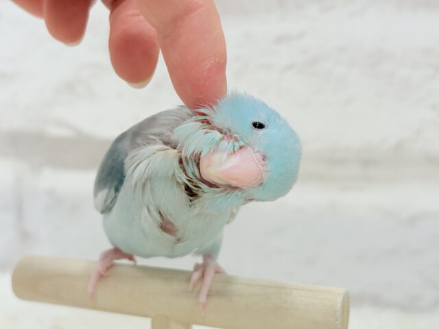 【最新画像更新🪄もうすぐひとり餌☆】甘々注意💖あたまに雪が舞い降りた🐣❄️マメルリハ(ブルーパイド)女の子 ヒナ マメルリハ
