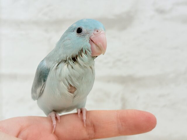 【最新画像更新🪄もうすぐひとり餌☆】甘々注意💖あたまに雪が舞い降りた🐣❄️マメルリハ(ブルーパイド)女の子 ヒナ マメルリハ