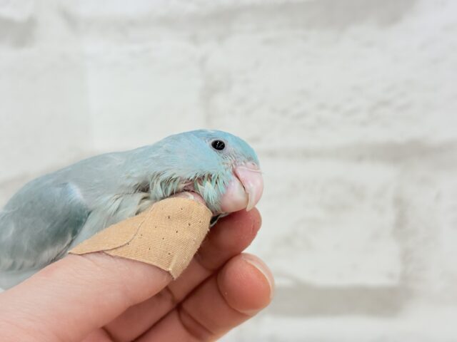 【最新画像更新🪄もうすぐひとり餌☆】甘々注意💖あたまに雪が舞い降りた🐣❄️マメルリハ(ブルーパイド)女の子 ヒナ マメルリハ