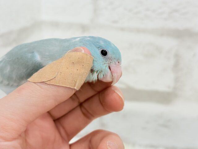 マメルリハ