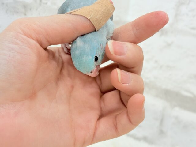 マメルリハ