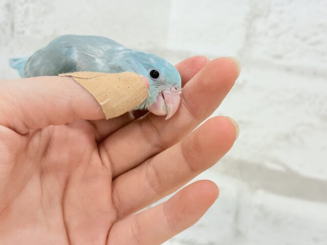 マメルリハ