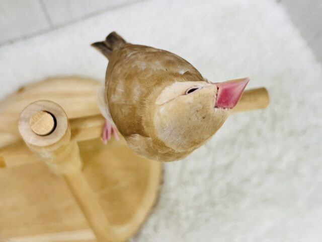 シナモン文鳥