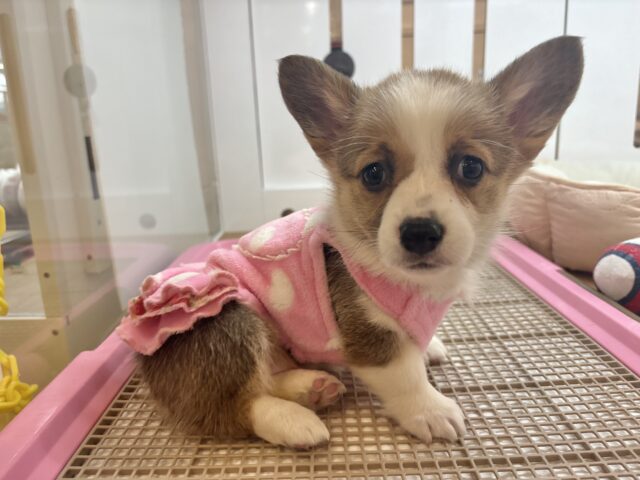 超ホヤホヤ最新画像✨愛の突撃の準備満タンです♡コーギーちゃん! ウェルシュコーギー・ペンブローグ