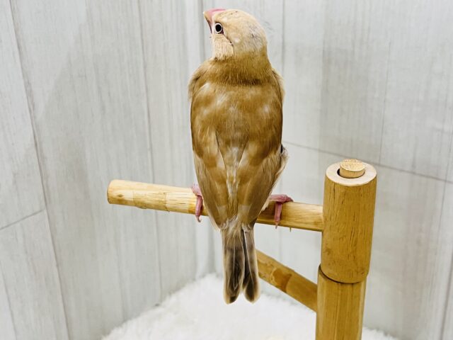 シナモン文鳥