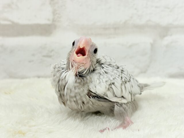 【最新画像更新🪄ひとり餌になりました☆】ぱやぱや♡ハゲタカみたい🐣🫧オカメインコ(WFパールパイド) ヒナ オカメインコ