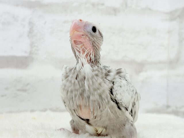 【最新画像更新🪄ひとり餌になりました☆】ぱやぱや♡ハゲタカみたい🐣🫧オカメインコ(WFパールパイド) ヒナ オカメインコ