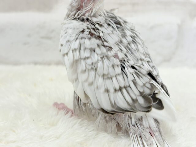 【最新画像更新🪄ひとり餌になりました☆】ぱやぱや♡ハゲタカみたい🐣🫧オカメインコ(WFパールパイド) ヒナ オカメインコ