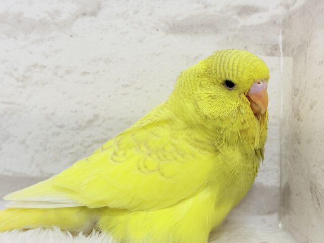 【動画更新🪄ひとり餌になりました☆】お花みたいな背中の模様🌼💚ジャンボセキセイインコ(スパングルパイド) ヒナ ジャンボセキセイインコ