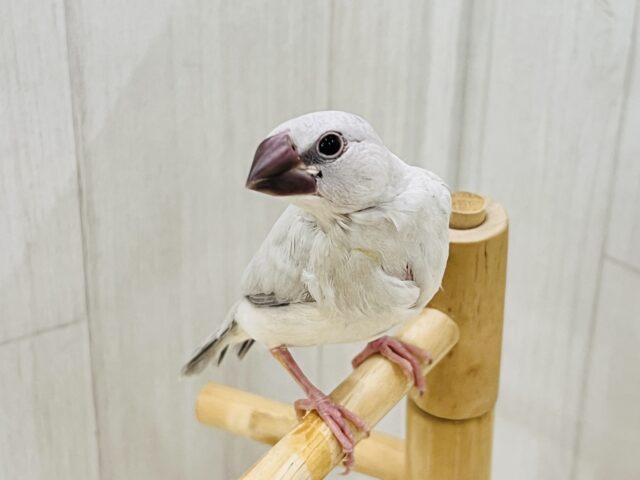 シルバー文鳥