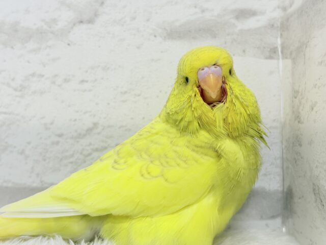 【動画更新🪄ひとり餌になりました☆】お花みたいな背中の模様🌼💚ジャンボセキセイインコ(スパングルパイド) ヒナ ジャンボセキセイインコ