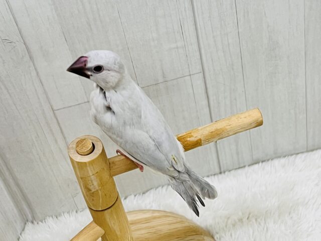 シルバー文鳥