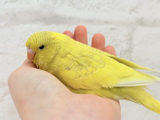 【動画更新🪄ひとり餌になりました☆】お花みたいな背中の模様🌼💚ジャンボセキセイインコ(スパングルパイド) ヒナ ジャンボセキセイインコ