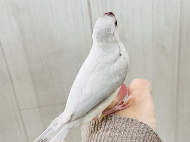 画像更新✨あなたの胸にカムバック❤️煌めくシルバー文鳥! シルバー文鳥