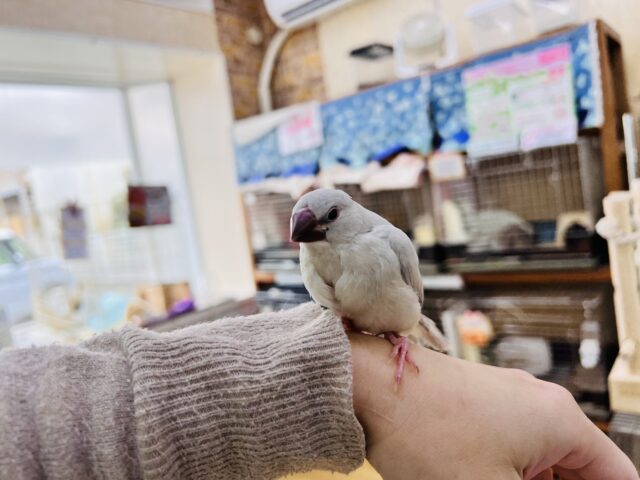 画像更新✨あなたの胸にカムバック❤️煌めくシルバー文鳥! シルバー文鳥