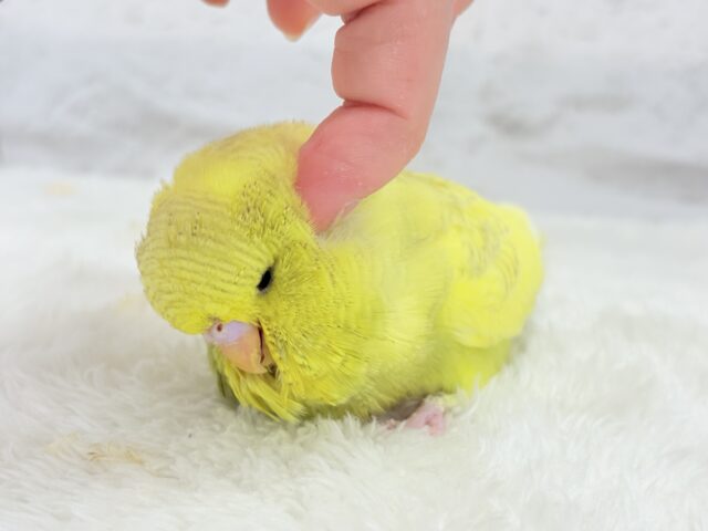 【動画更新🪄ひとり餌になりました☆】お花みたいな背中の模様🌼💚ジャンボセキセイインコ(スパングルパイド) ヒナ ジャンボセキセイインコ