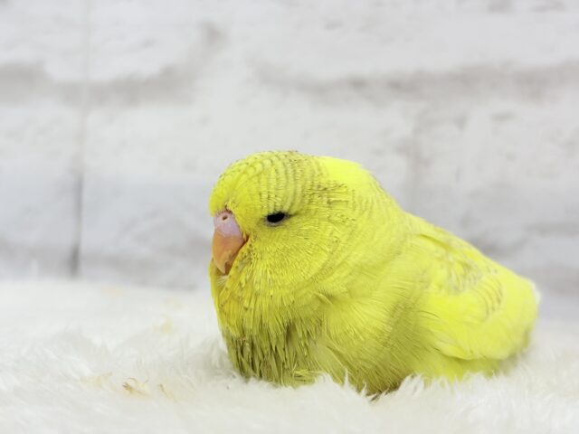 【動画更新🪄ひとり餌になりました☆】お花みたいな背中の模様🌼💚ジャンボセキセイインコ(スパングルパイド) ヒナ ジャンボセキセイインコ