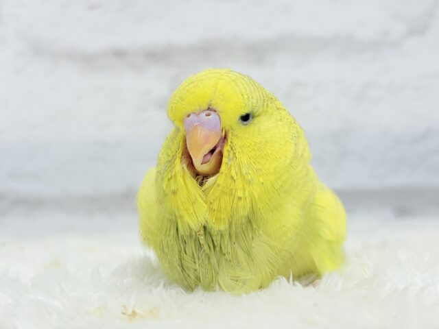 【動画更新🪄ひとり餌になりました☆】お花みたいな背中の模様🌼💚ジャンボセキセイインコ(スパングルパイド) ヒナ ジャンボセキセイインコ