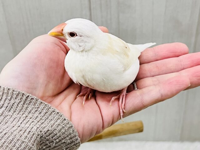 画像更新☆フワッとカフェモカ☕️透き通った瞳がキラリン✨アルビノ文鳥!! アルビノ文鳥