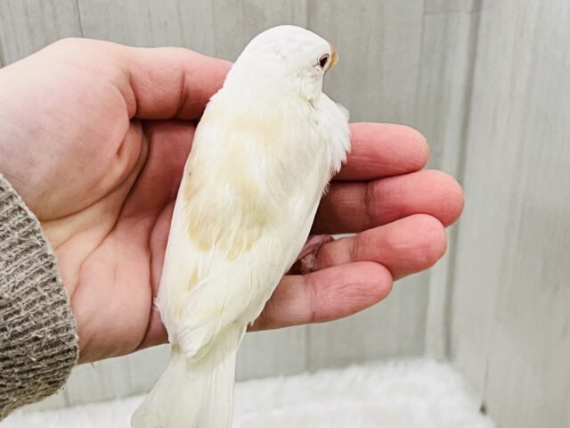 画像更新☆フワッとカフェモカ☕️透き通った瞳がキラリン✨アルビノ文鳥!! アルビノ文鳥