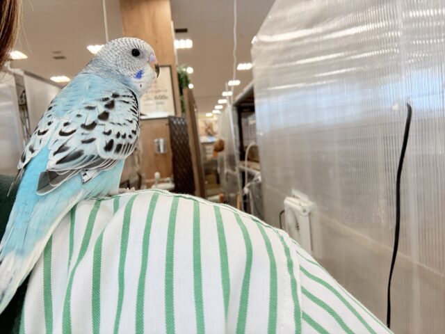 【最新画像更新🪄ひとり餌になりました☆】もりもり食べて大きくなるゾ☆セキセイインコ(オパーリン) ヒナ セキセイインコ