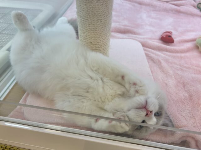 ラグドール