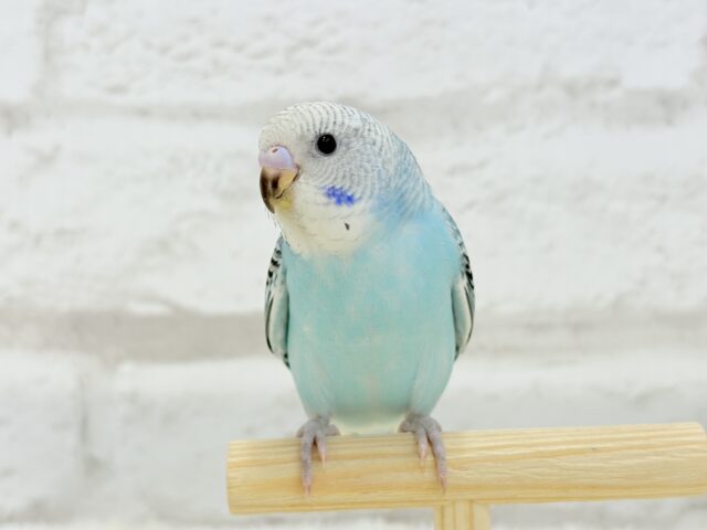 【最新画像更新🪄ひとり餌になりました☆】もりもり食べて大きくなるゾ☆セキセイインコ(オパーリン) ヒナ セキセイインコ