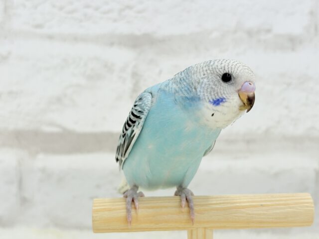 【最新画像更新🪄ひとり餌になりました☆】もりもり食べて大きくなるゾ☆セキセイインコ(オパーリン) ヒナ セキセイインコ