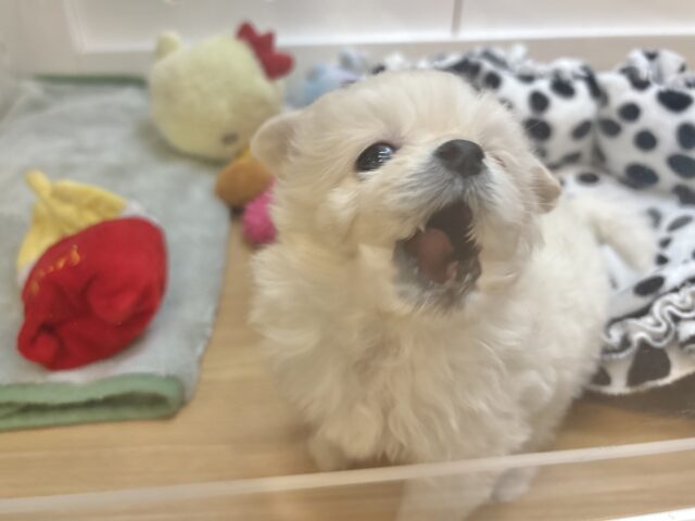 チワプー