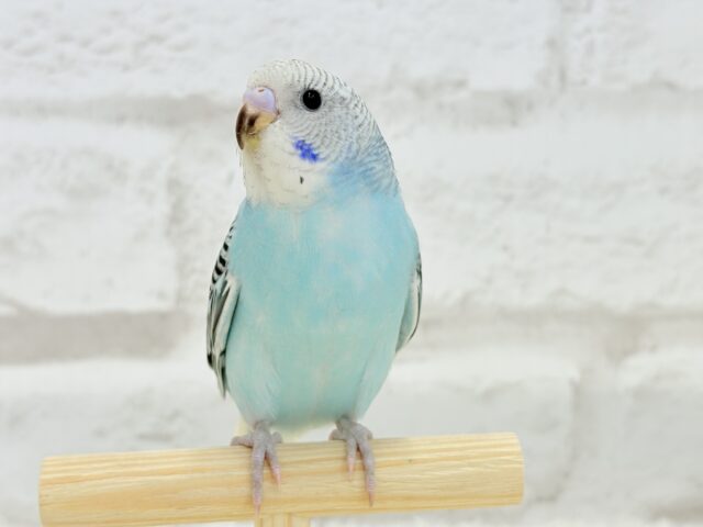 【最新画像更新🪄ひとり餌になりました☆】もりもり食べて大きくなるゾ☆セキセイインコ(オパーリン) ヒナ セキセイインコ