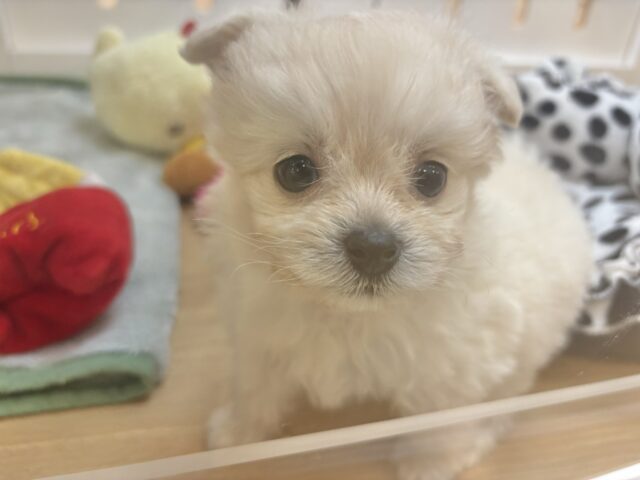 チワプー