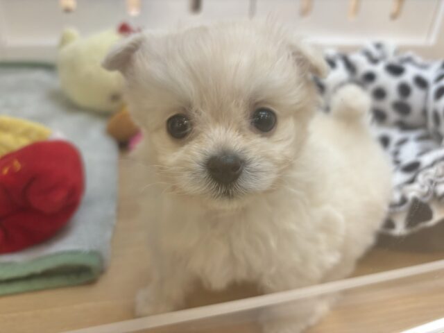 チワプー