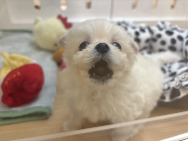 チワプー