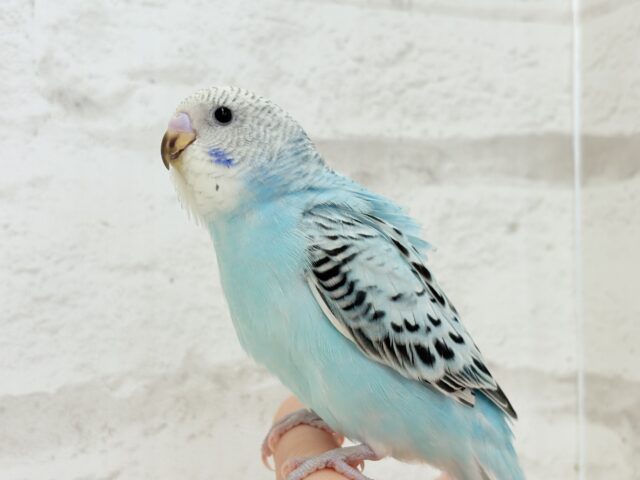 【最新画像更新🪄ひとり餌になりました☆】もりもり食べて大きくなるゾ☆セキセイインコ(オパーリン) ヒナ セキセイインコ