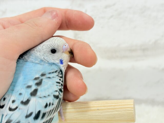 【最新画像更新🪄ひとり餌になりました☆】もりもり食べて大きくなるゾ☆セキセイインコ(オパーリン) ヒナ セキセイインコ