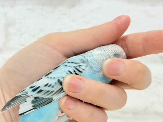 【最新画像更新🪄ひとり餌になりました☆】もりもり食べて大きくなるゾ☆セキセイインコ(オパーリン) ヒナ セキセイインコ