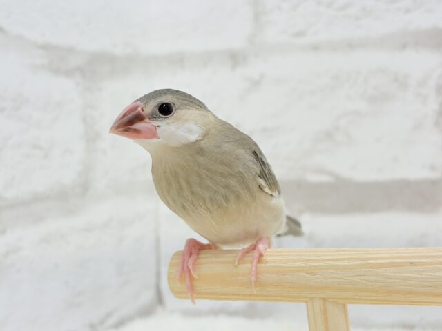 桜文鳥