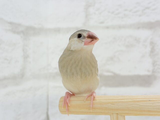 桜文鳥