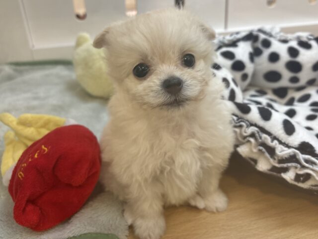 チワプー
