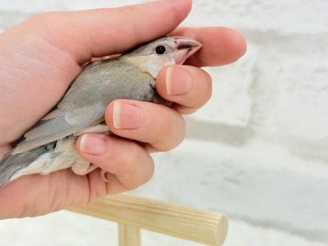 桜文鳥