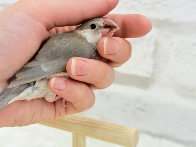 桜文鳥