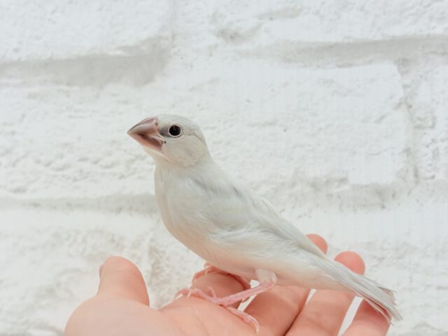 【最新画像更新🪄】色合いの変化が楽しみすぎる♬*°シルバー文鳥 ヒナ シルバー文鳥