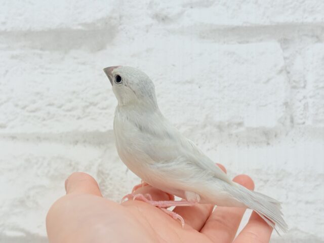 シルバー文鳥